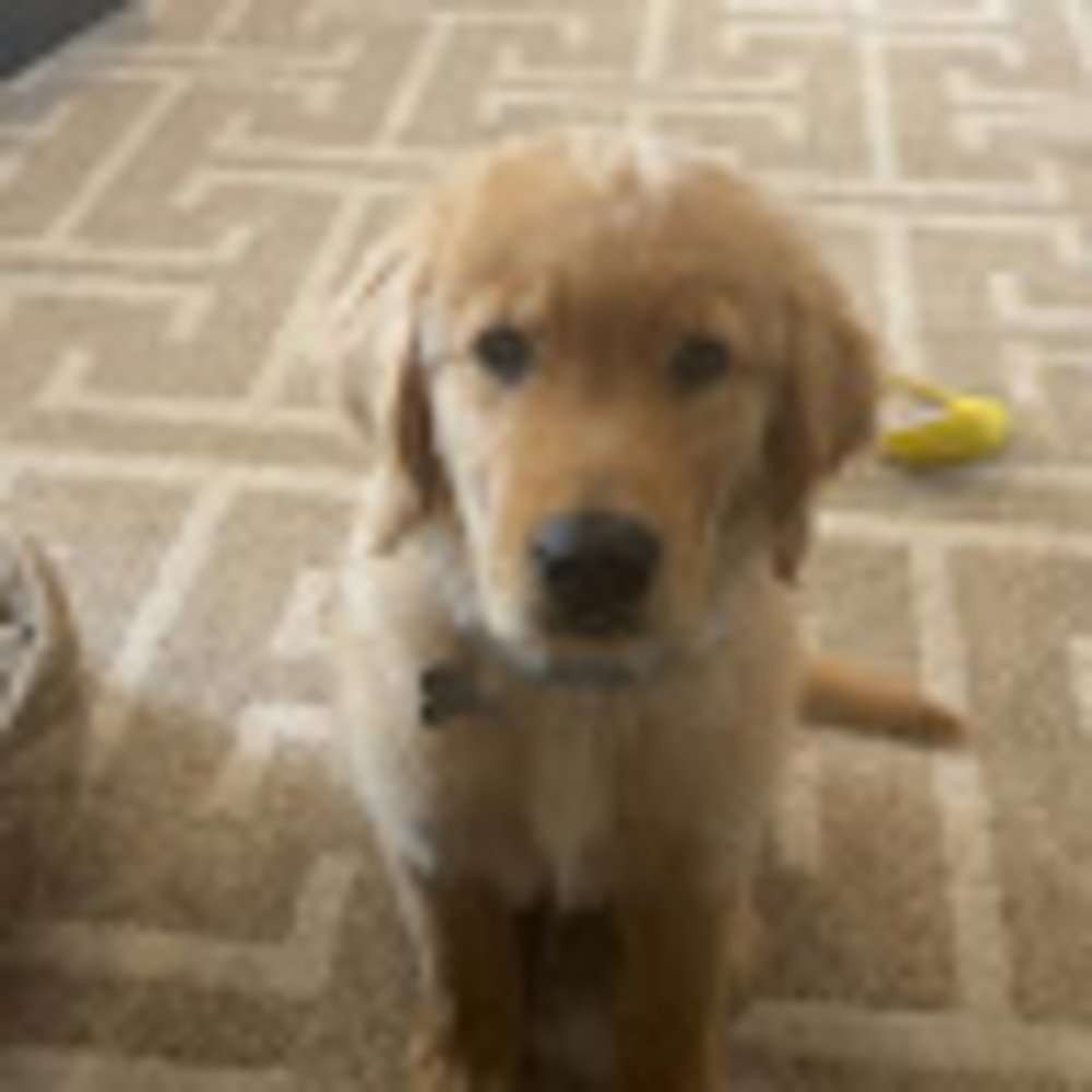 Meet your Posher, Emory